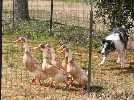 Blu taking ducks out of a corner