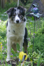 RUBY HERDING