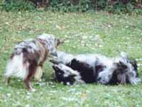 dogs