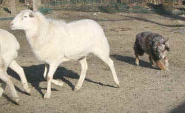 ruby-sheep