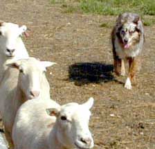 sheep
